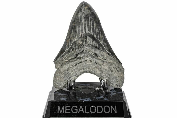 Fossil Megalodon Tooth - South Carolina #197864